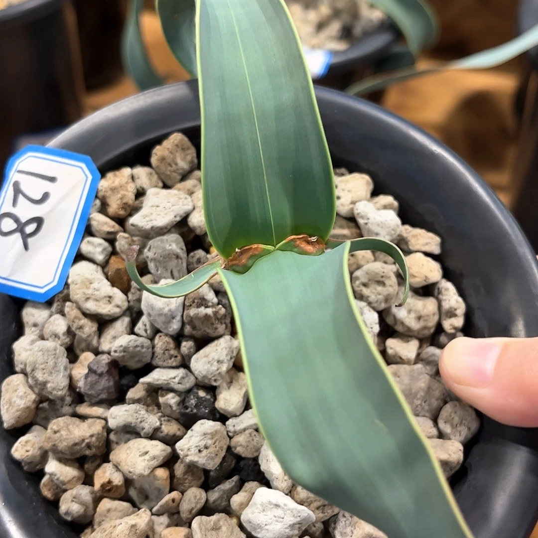 潮流植物百岁兰，金线，128