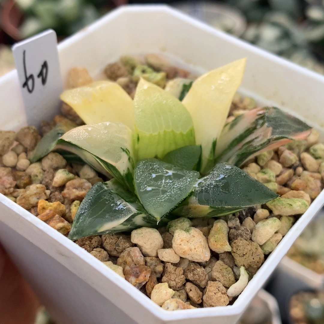 克锦，带盆土发货了