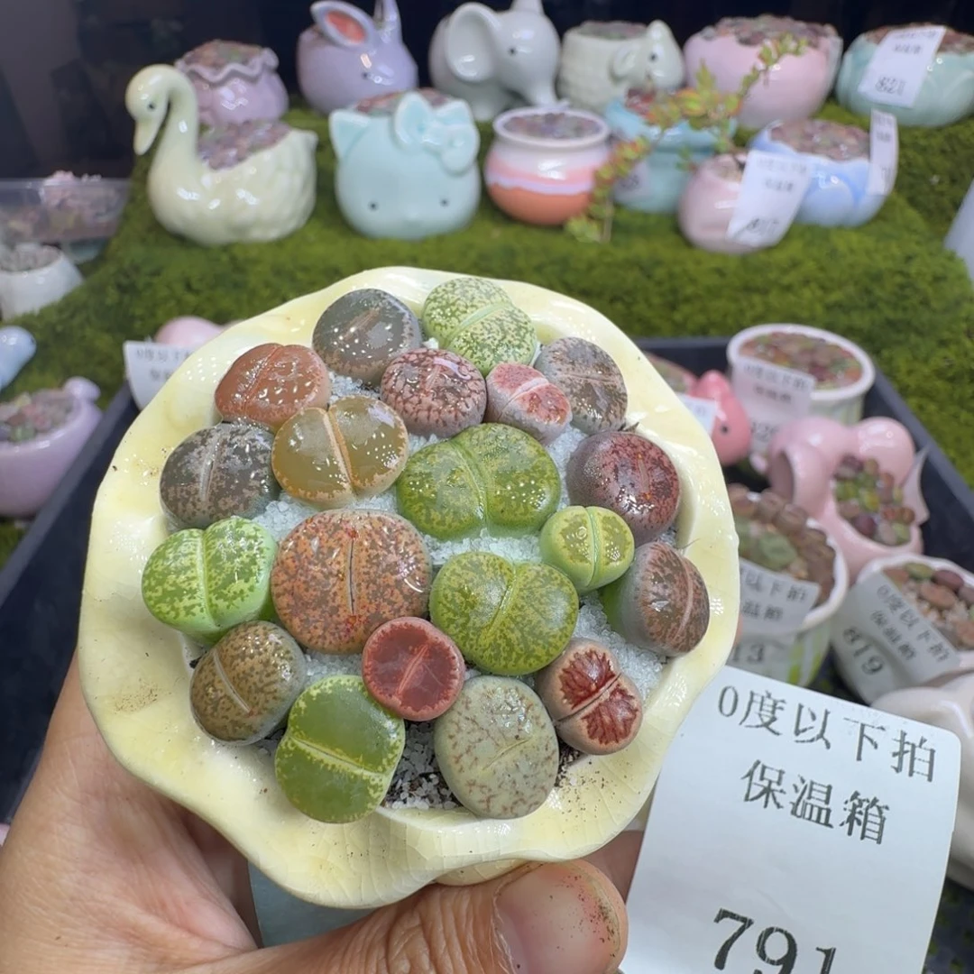 用***9多肉植物福利冲791