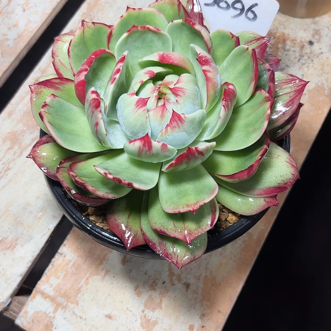 紫***草惊鸿仙子一物一拍2096号