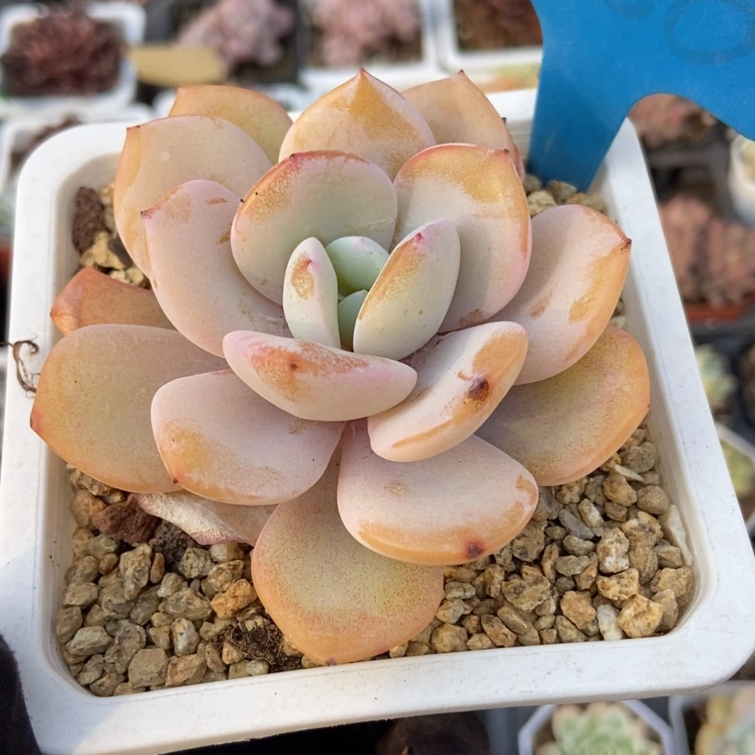 956奶茶多肉植物保护