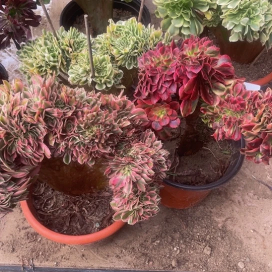 ****姐0301，迈巴赫，美杜莎，粉女巫包邮