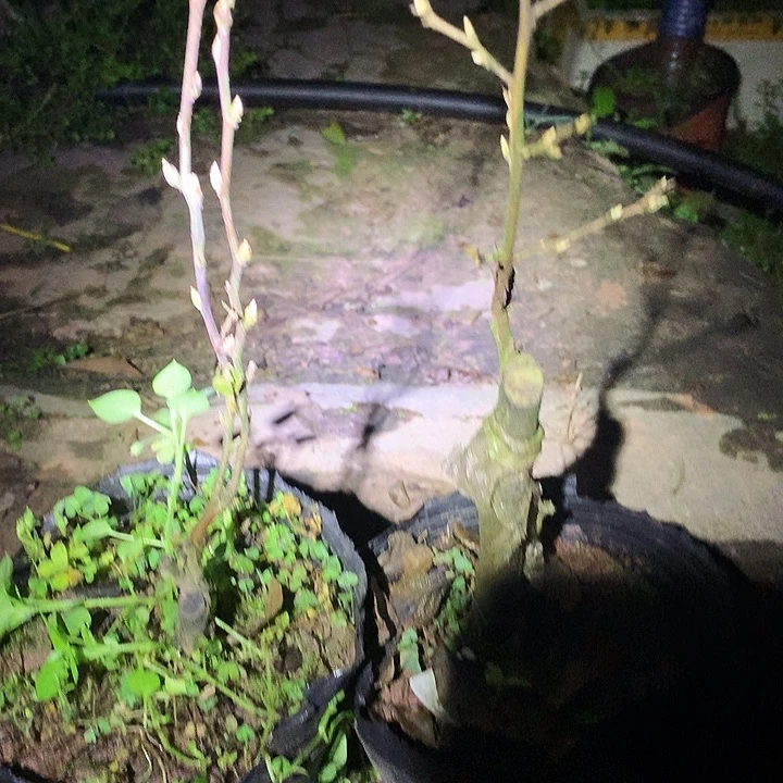 无花朵老鸦四季帝王加老鸦鹿角谷