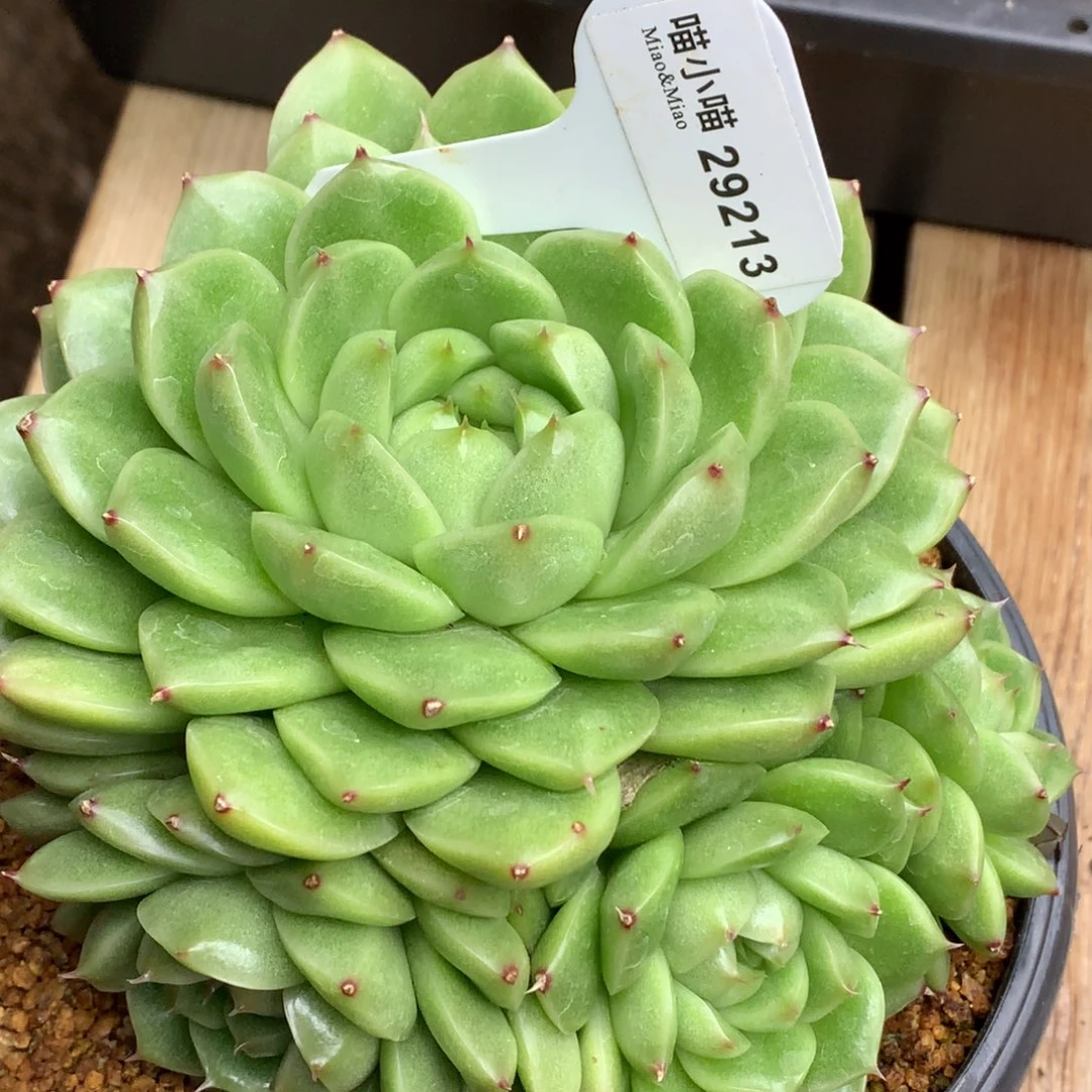 多肉植物杂交珍妮