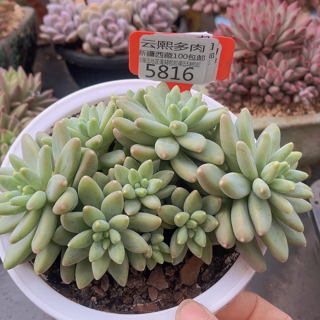 5816阿蒂斯托多肉植物