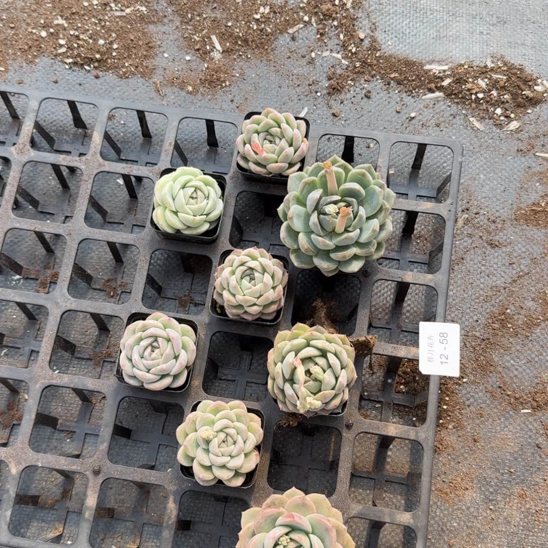 十八颗绿菜量拍12-58