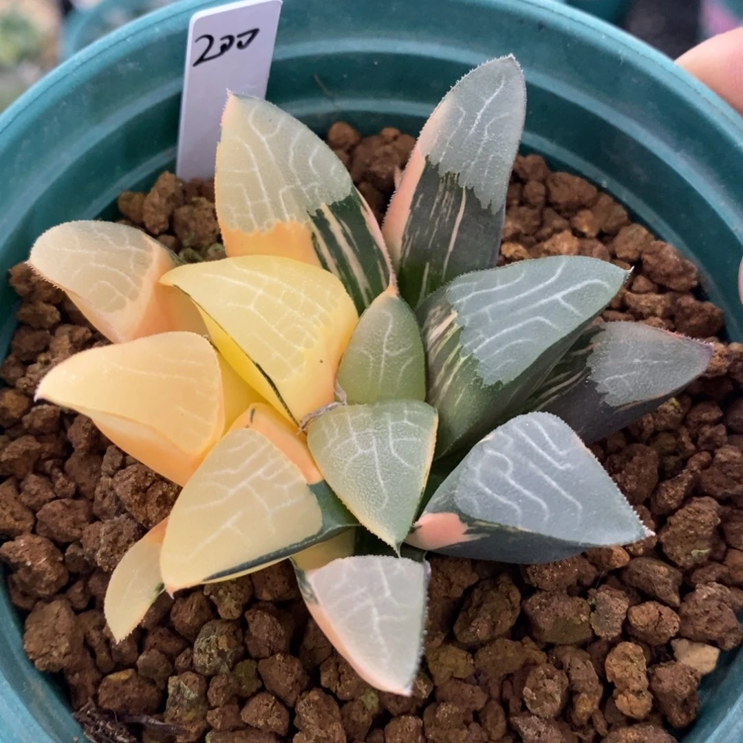 一颗实生大克锦