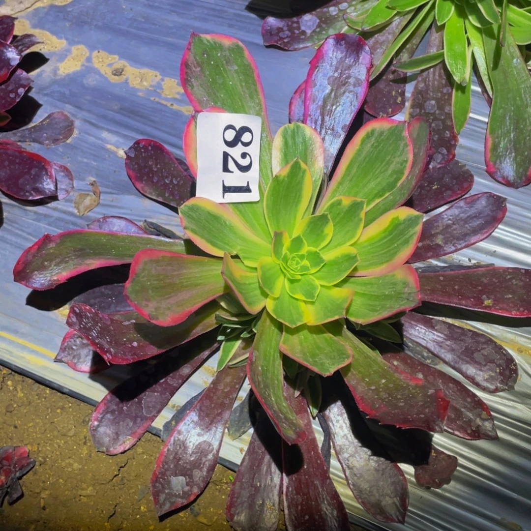 凤冠多肉植物多肉821