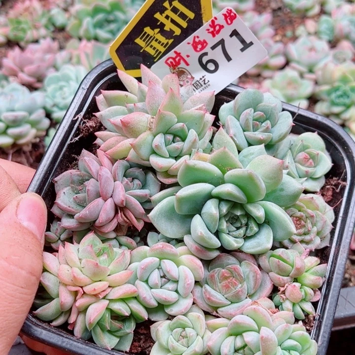 多肉植物多肉植物