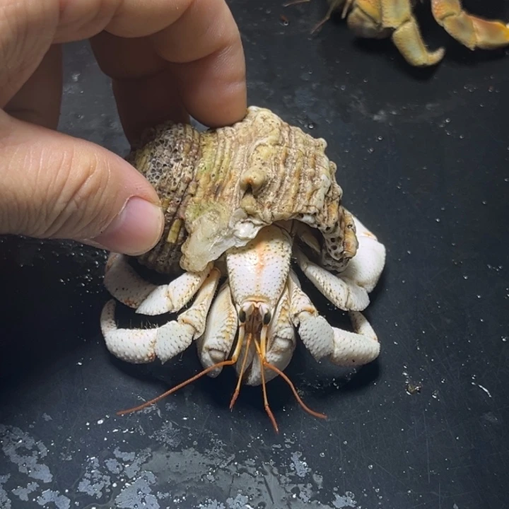 闪18号毛球2.8口径