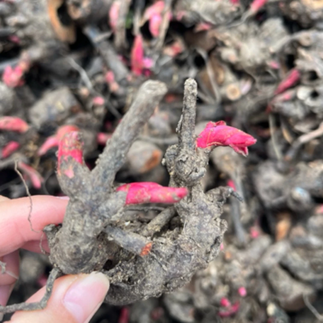 白芍芽改良高产新品种白勺芽头花牙白勺芽头芍药芍药花白芍花