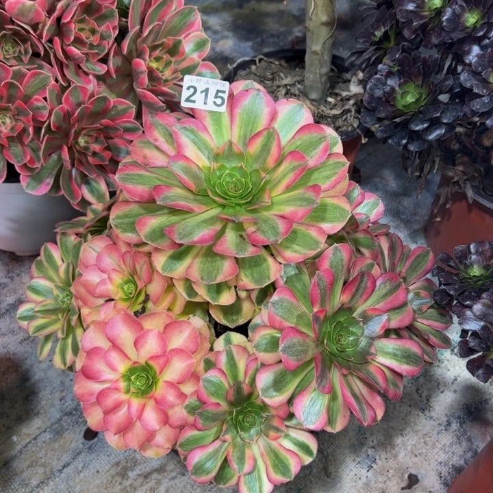 雨荷215多肉法师一物一拍