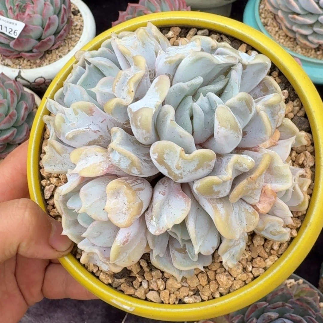 白饺子皮变异5头无砍