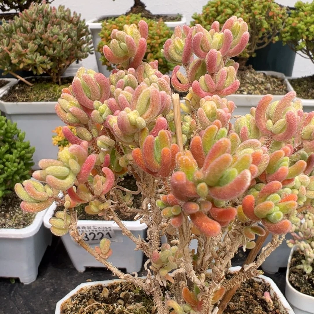 D3225橙叶白锦带花苞