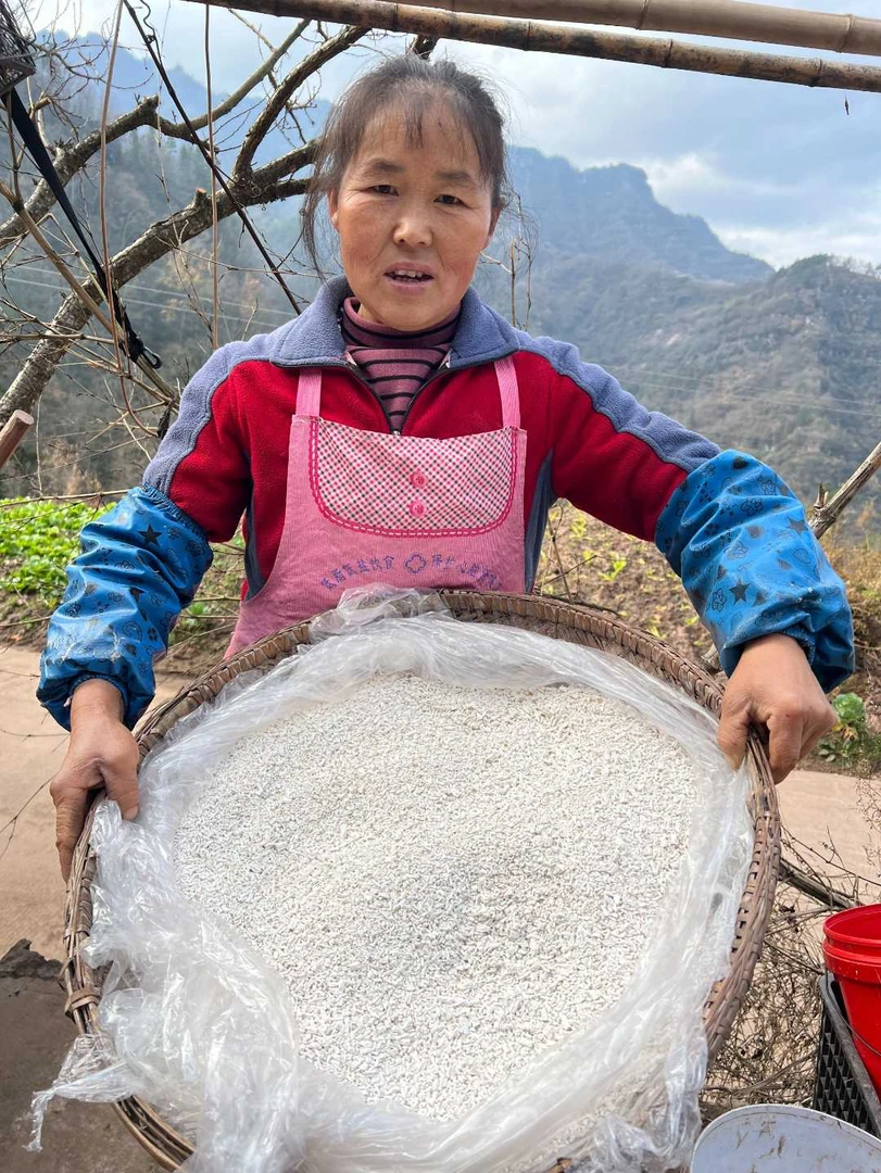 【刘小慧助农代收】农村野生葛根粉