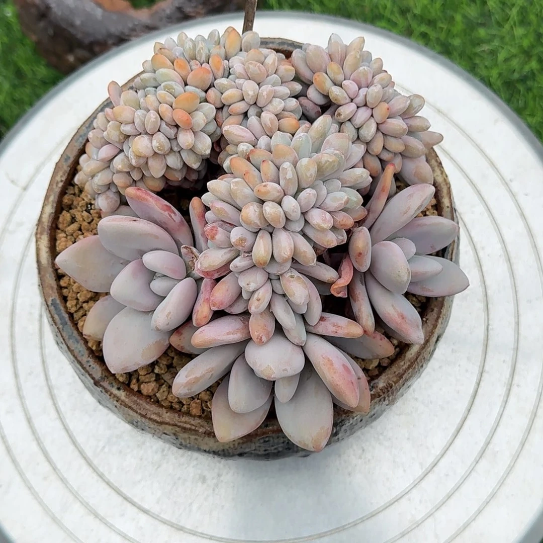 粉兔多肉植物一物一拍