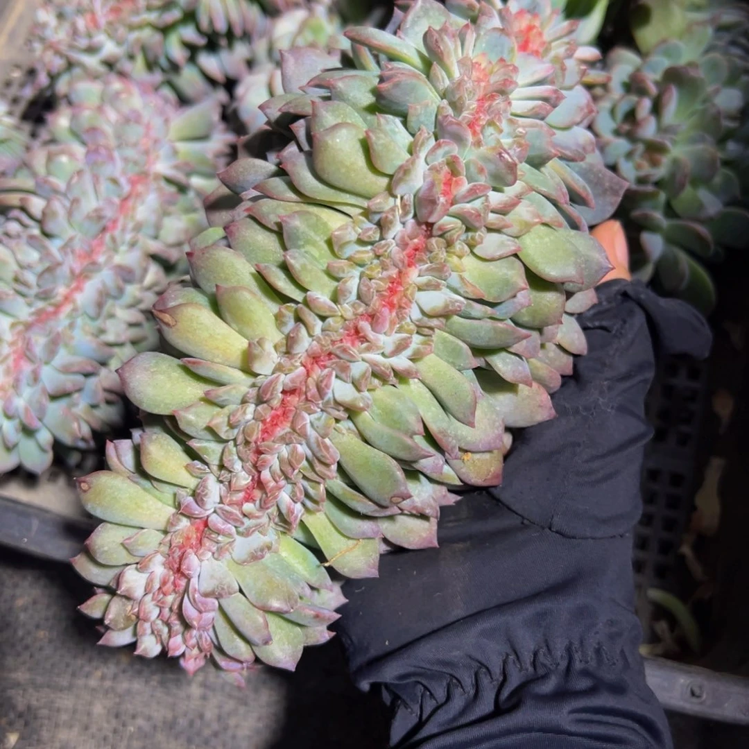 心***⇟琥珀缀555琥珀缀 天天开心