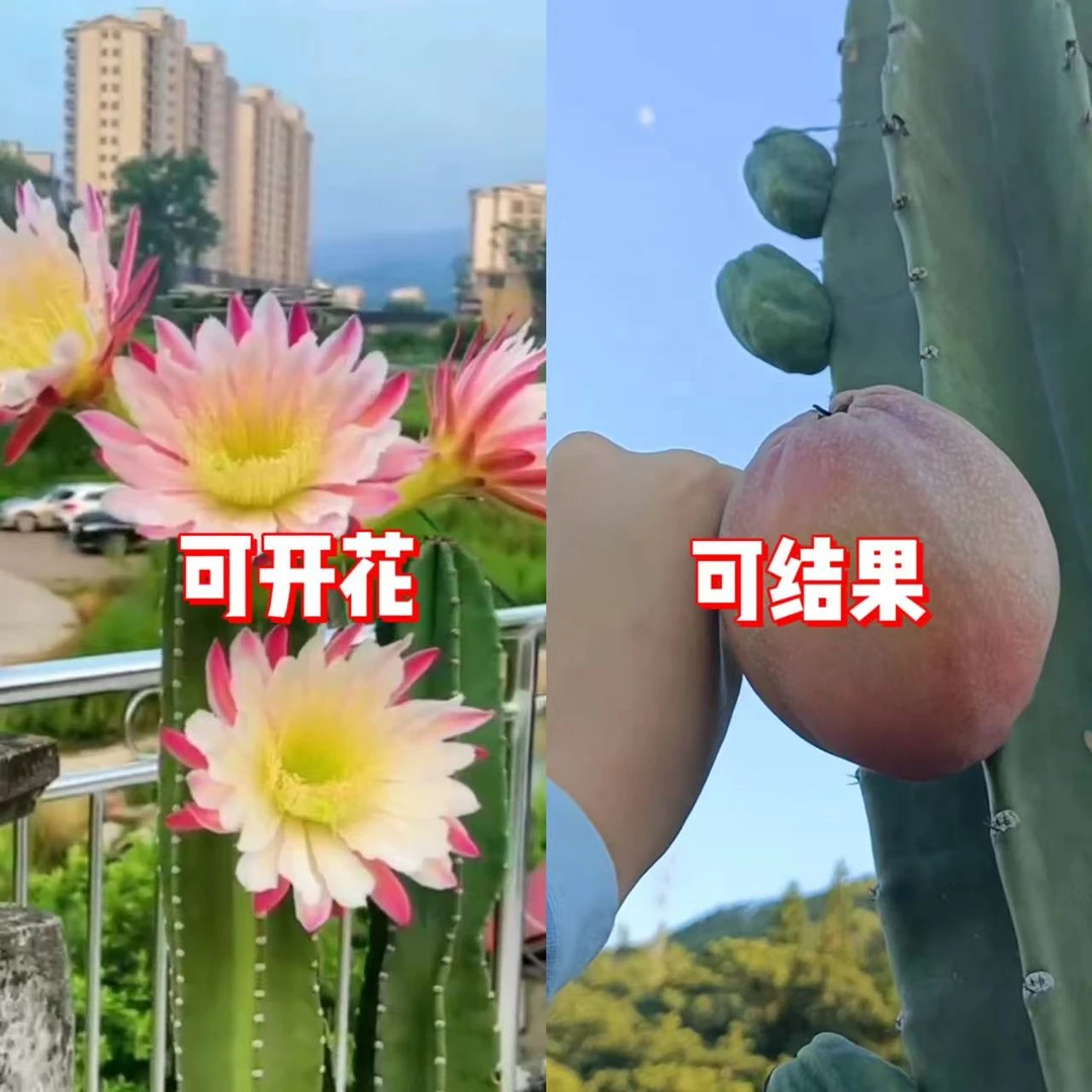 【带根】50cm+ 量天尺 【不带花苞】