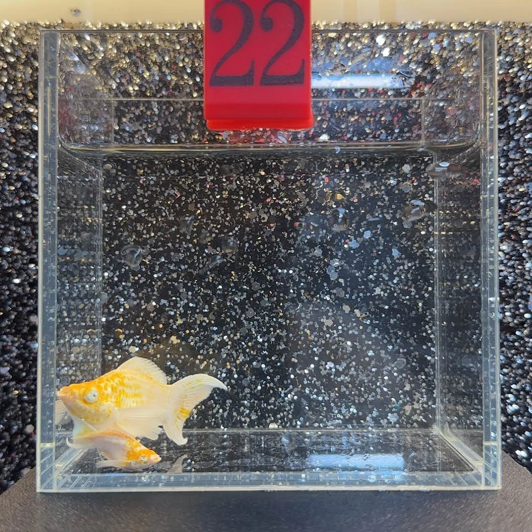 黑玛丽鱼玛丽鱼樱花燕尾1对