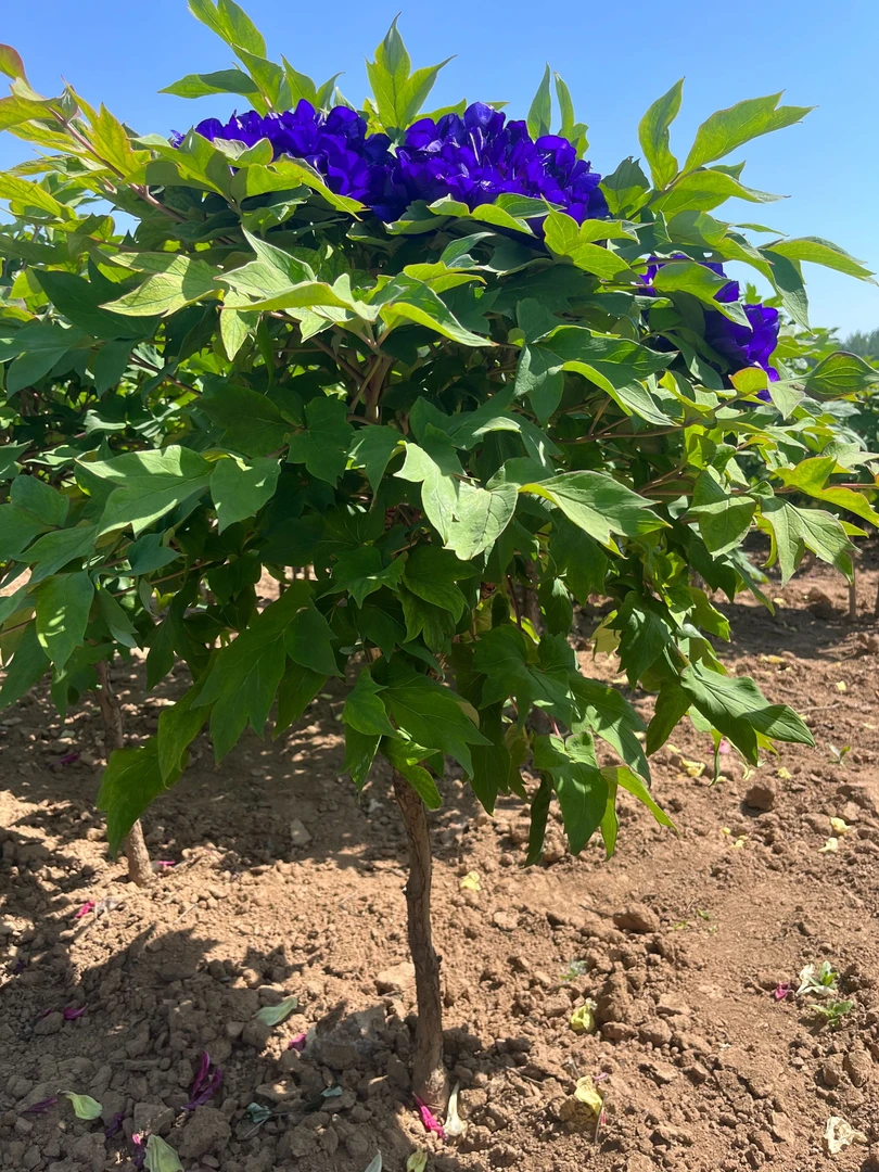 牡丹【蓝宝石】独杆牡丹树 先发肥料 秋季发苗