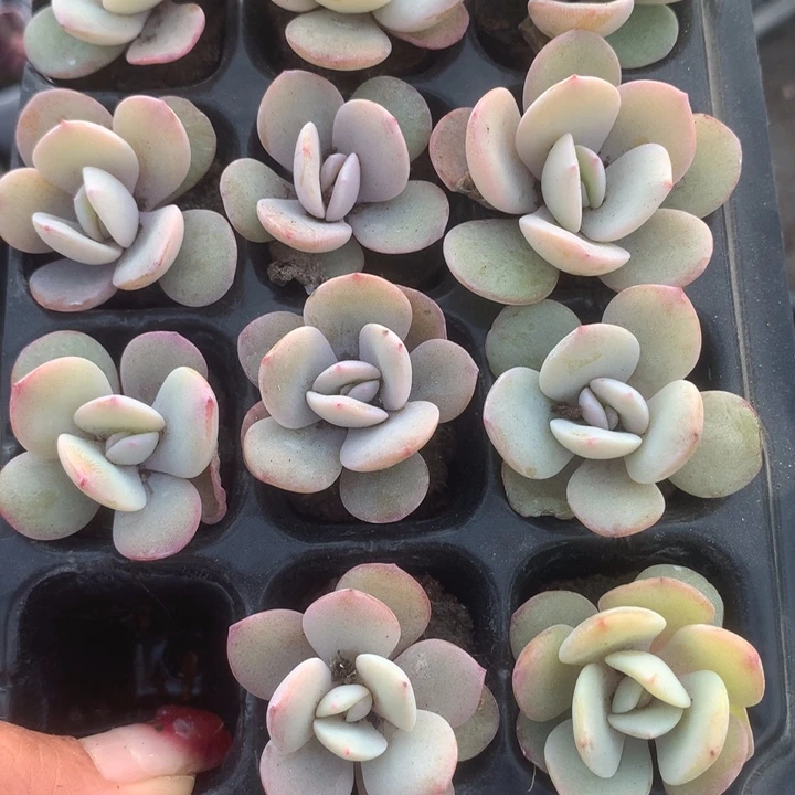 奶茶10颗。（满9.99包邮不满9.99发叶子）