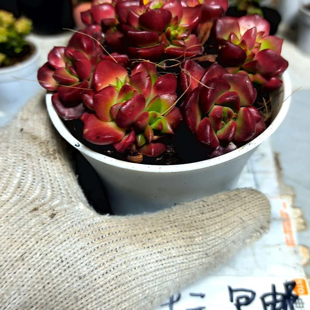 ，满9元包邮，蒂亚七颗