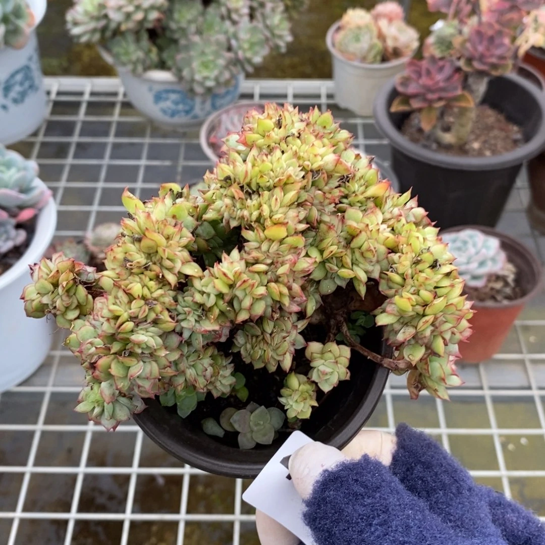 4836宝莲灯缀化一物一拍