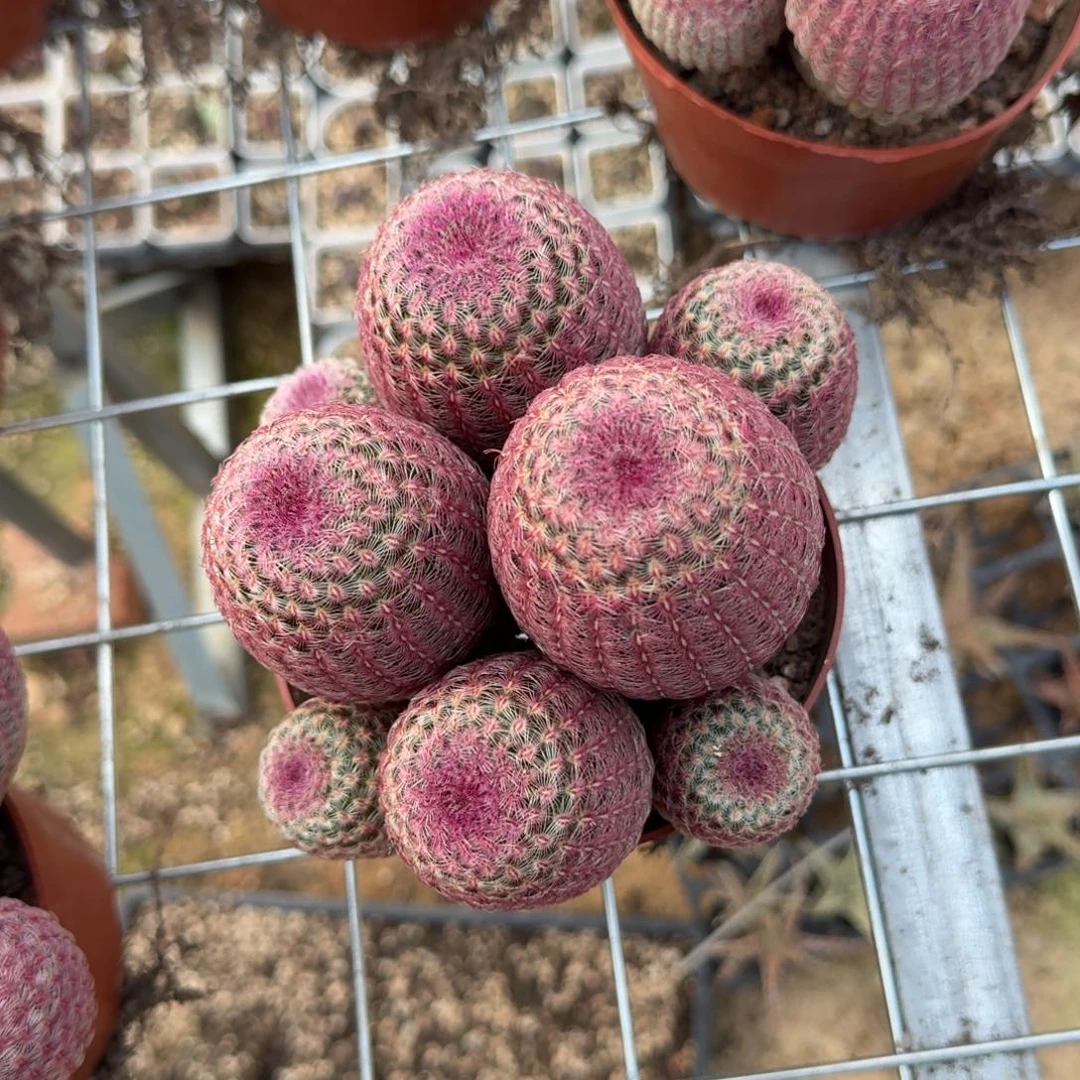 一***T可口可乐了可口可乐了