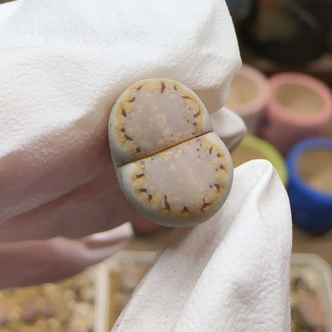 11.15.1621.6糖霜饼干.9026