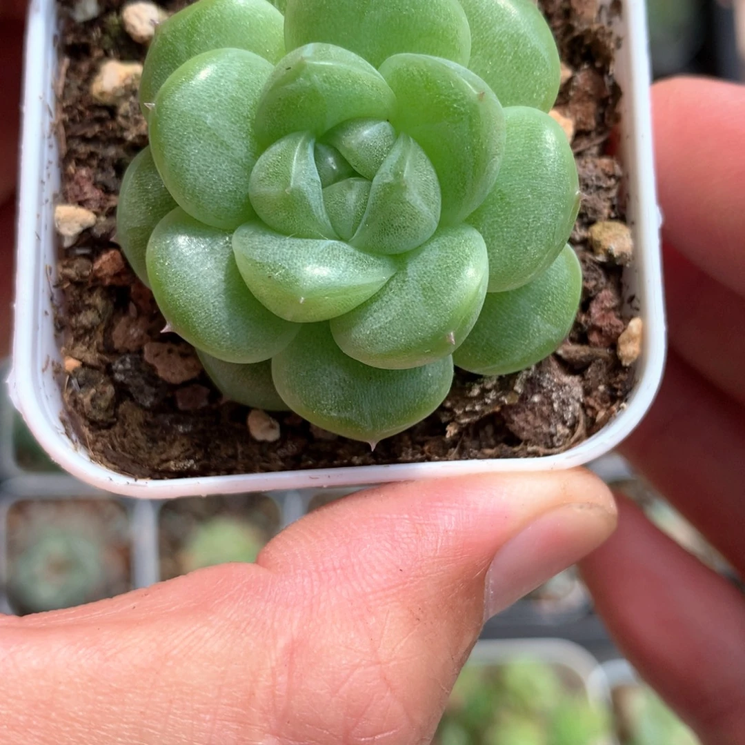 绿色圆。      25号