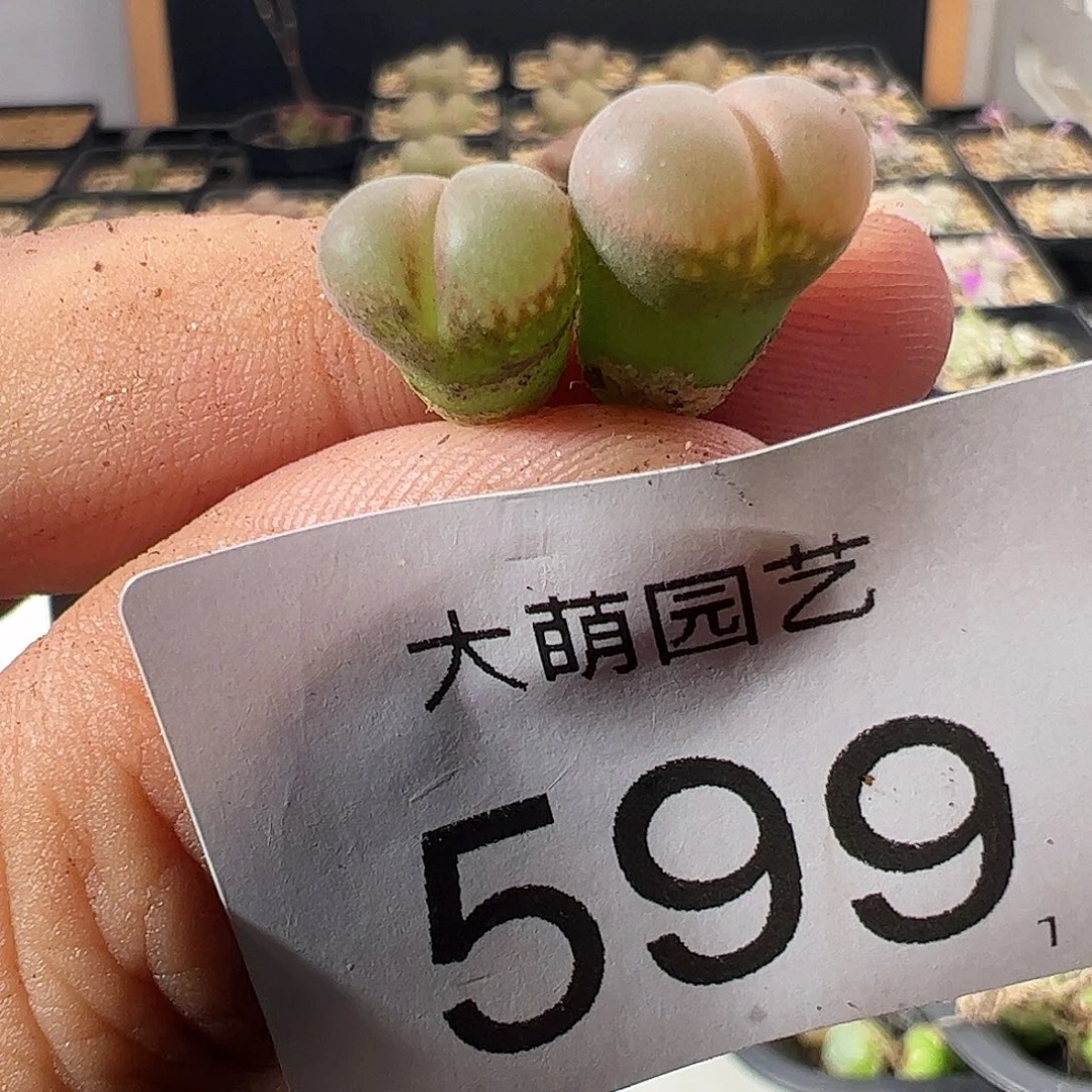 一物一拍。        鲑鱼粉599