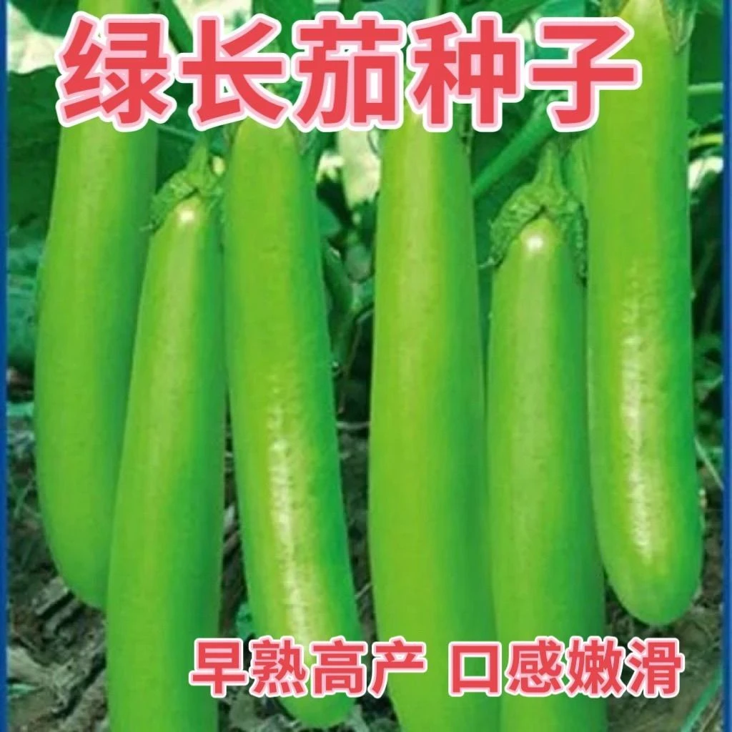 【绿长茄种子】绿青长茄种子四季绿线茄子农家蔬菜种