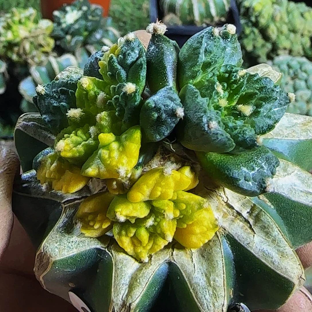 哥斯拉锦群329粘人球