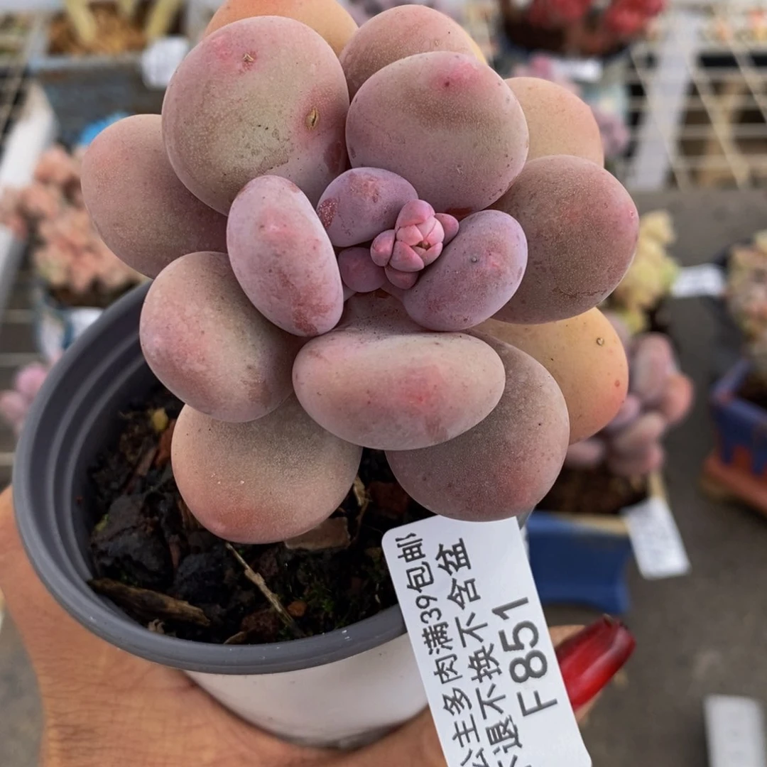 蛋黄奶酪851/6c m