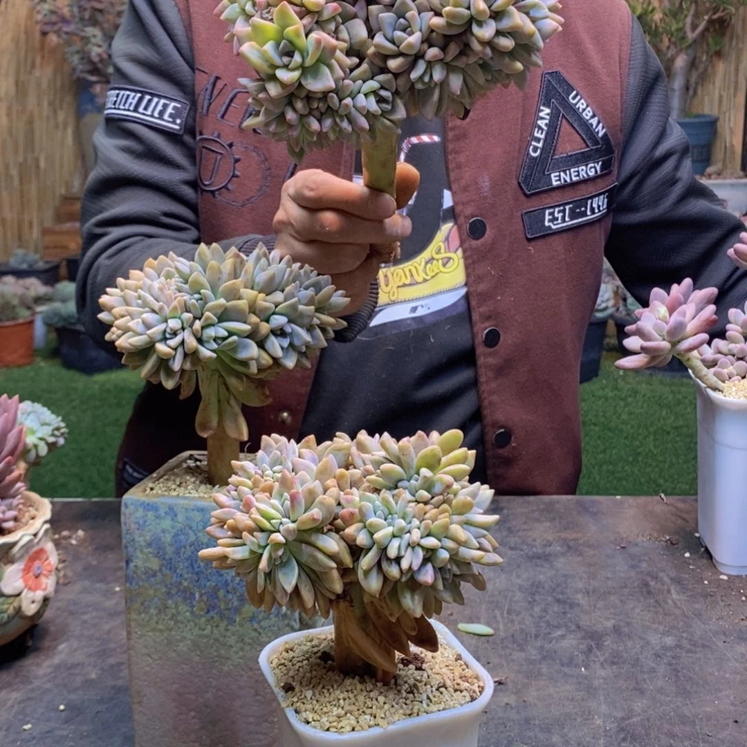 初*見94号淡雪缀多肉