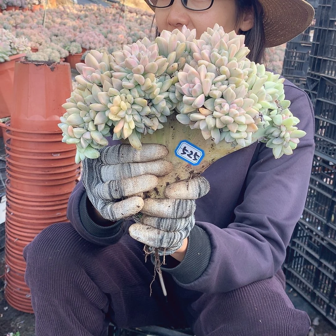 525 淡雪锦朵朵缀 一物一拍