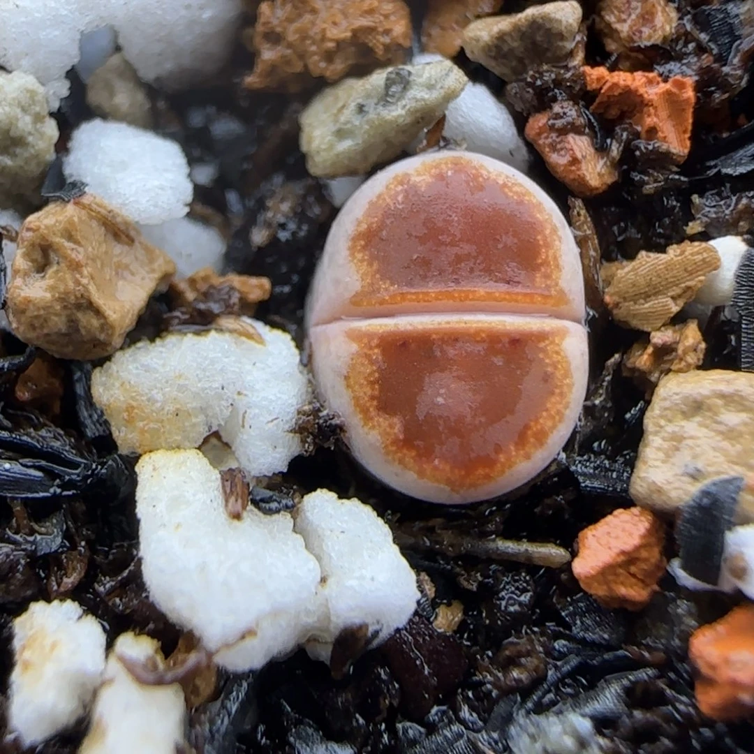 二蜕小个子黄金饼干大棚直播