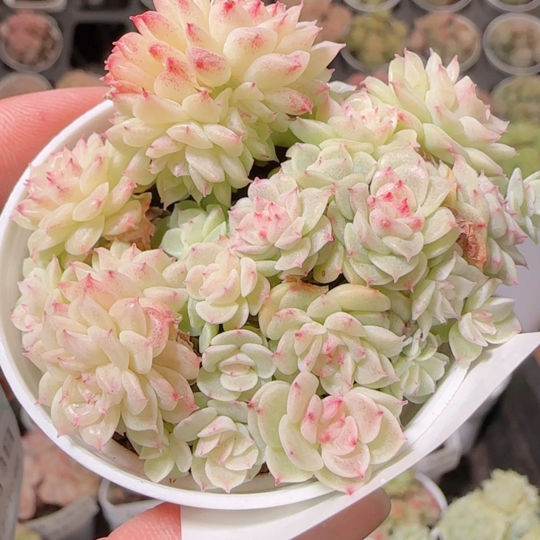 花语多肉1203-258散