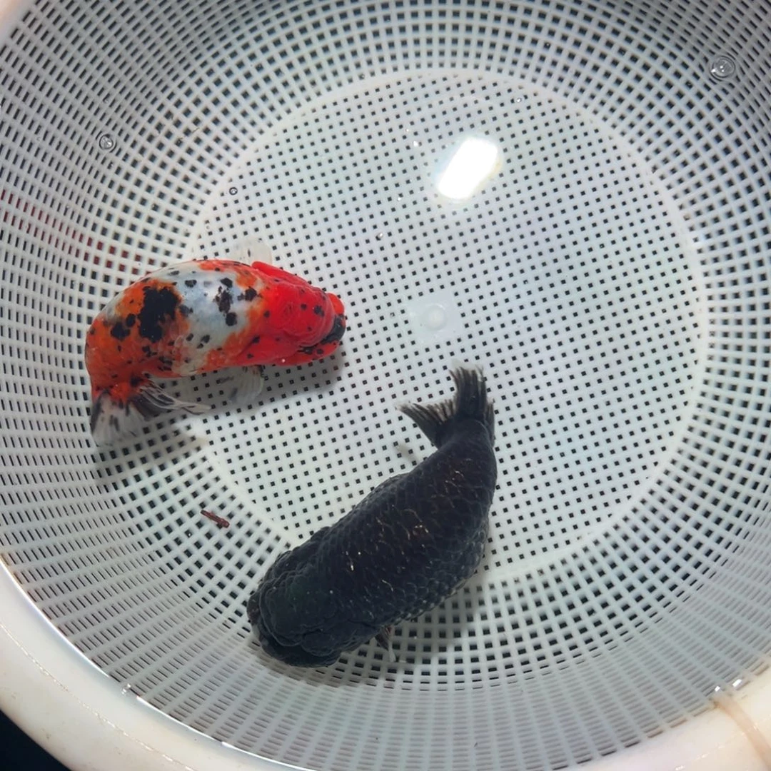 走***看海水鱼潘氏金鱼兰寿金鱼