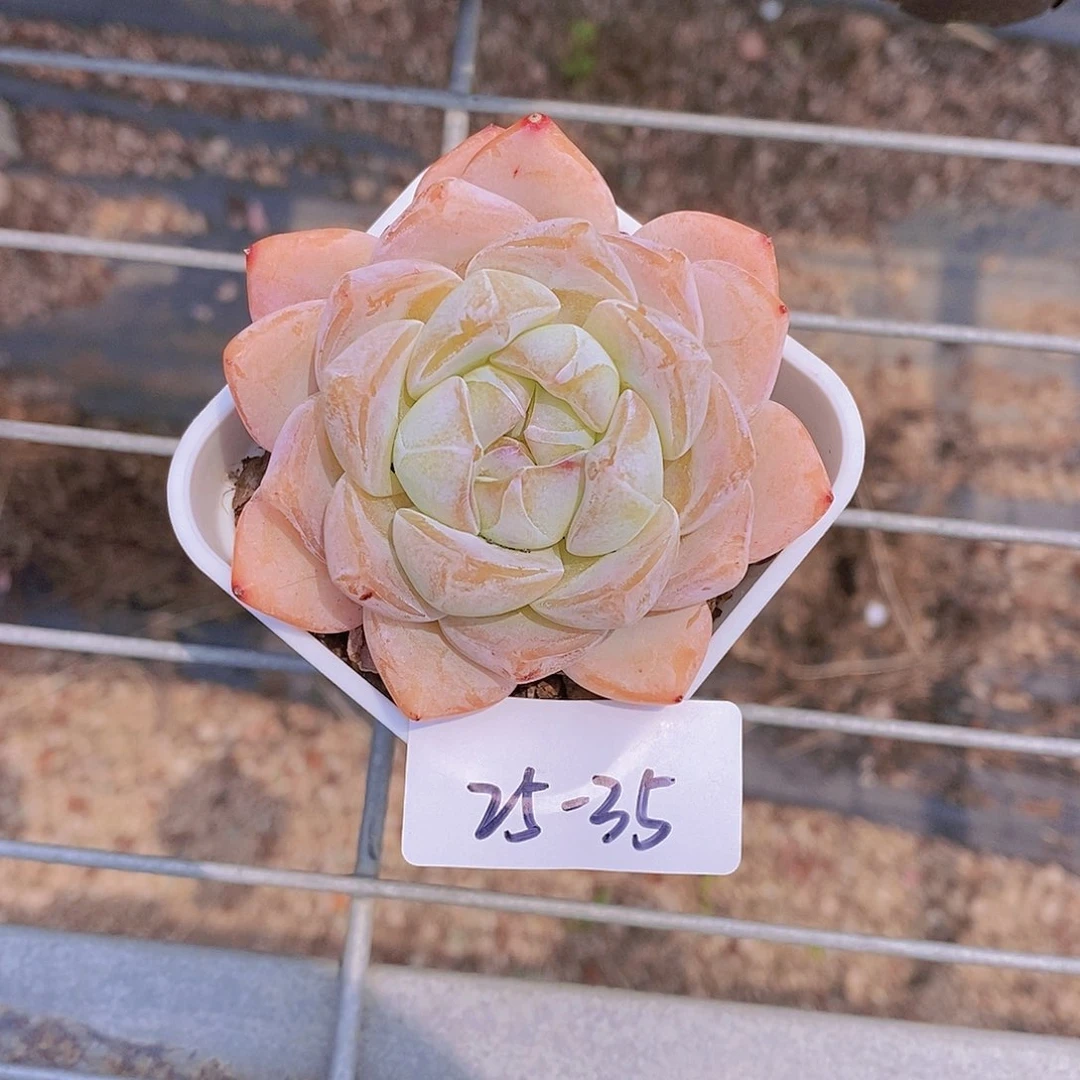 25-35- 一物一拍 冰橙大单头一颗