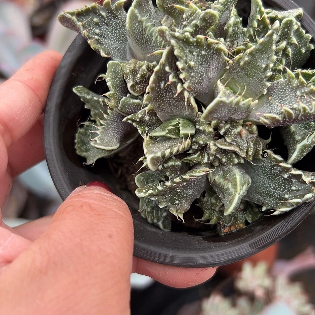 多肉植物怒涛开花