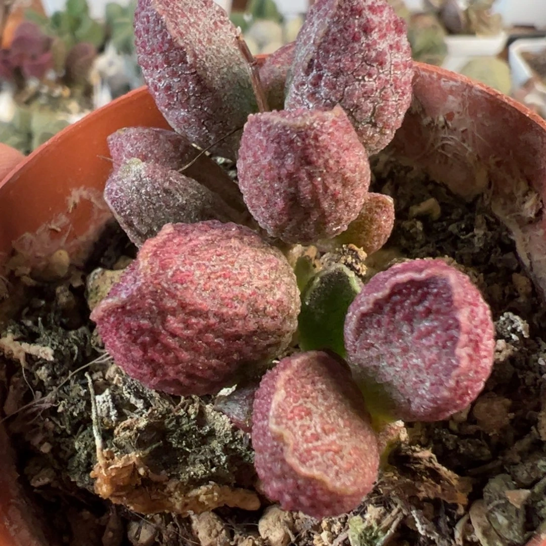 墨渊水泡多肉植植物