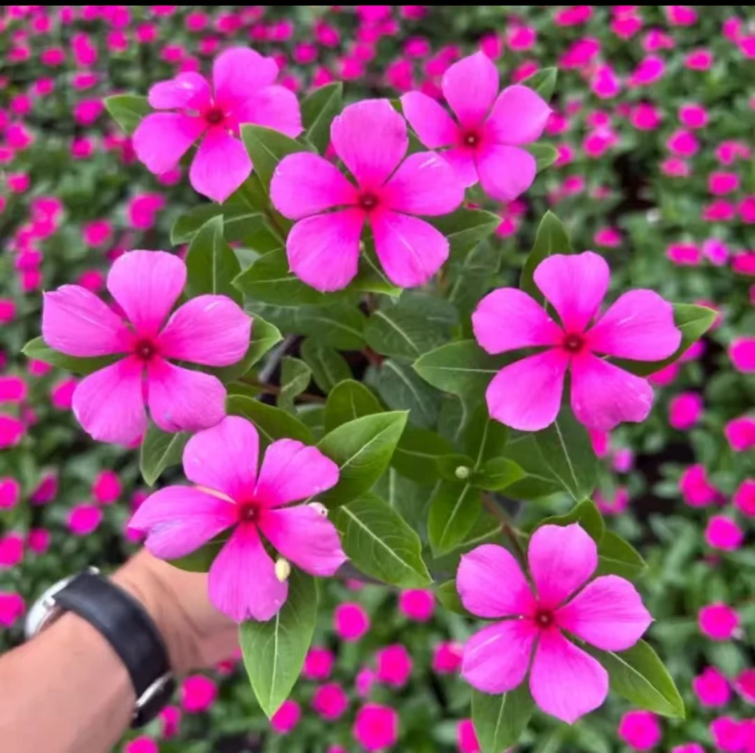 【天天开木本】长春花金达莱盆栽四季开花带花发货发货耐热庭院阳台