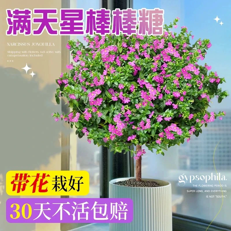 【满天星棒棒糖】四季开花盆栽地栽室内室外阳台庭院栽种新手易养护