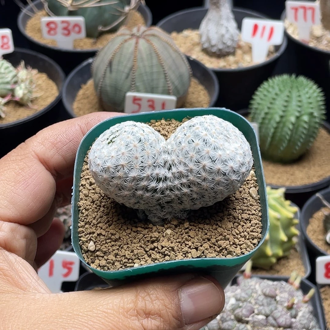 米奇双头大玉白鸟