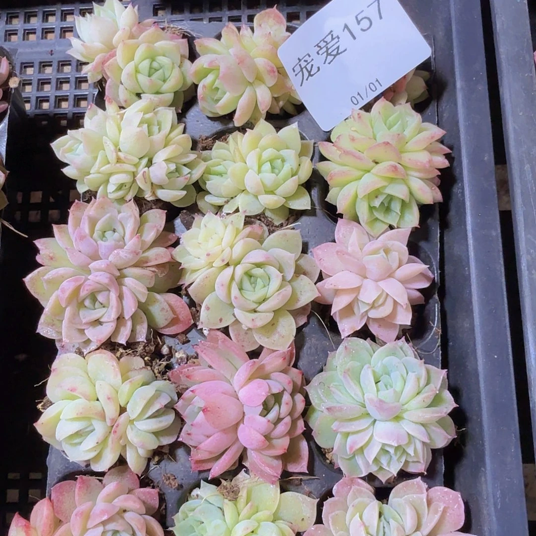 直播福利一物一拍157