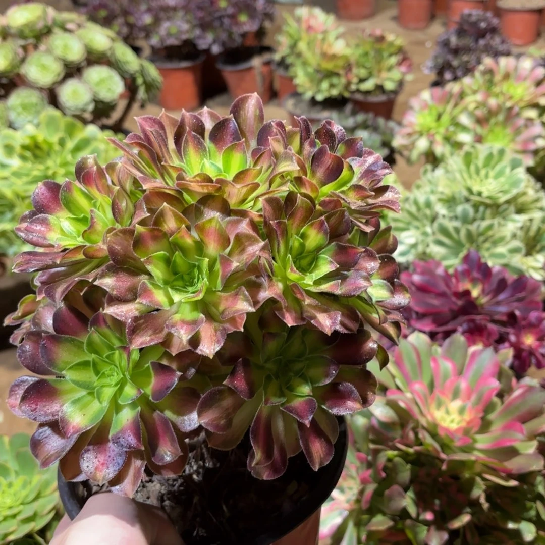 韶华法师9.9多肉植物