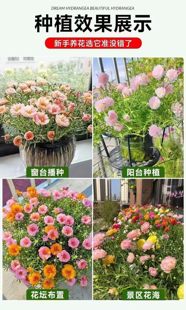 带根带土带花苞重瓣太阳花苗混色四季开花好养活绿植
