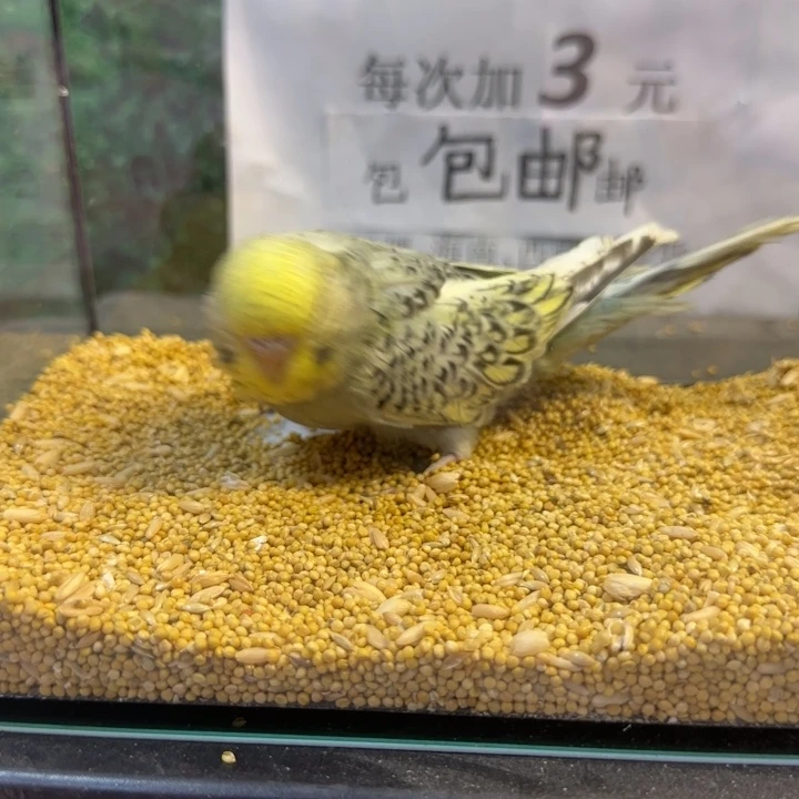 虎皮鹦鹉大头虎皮鹦鹉