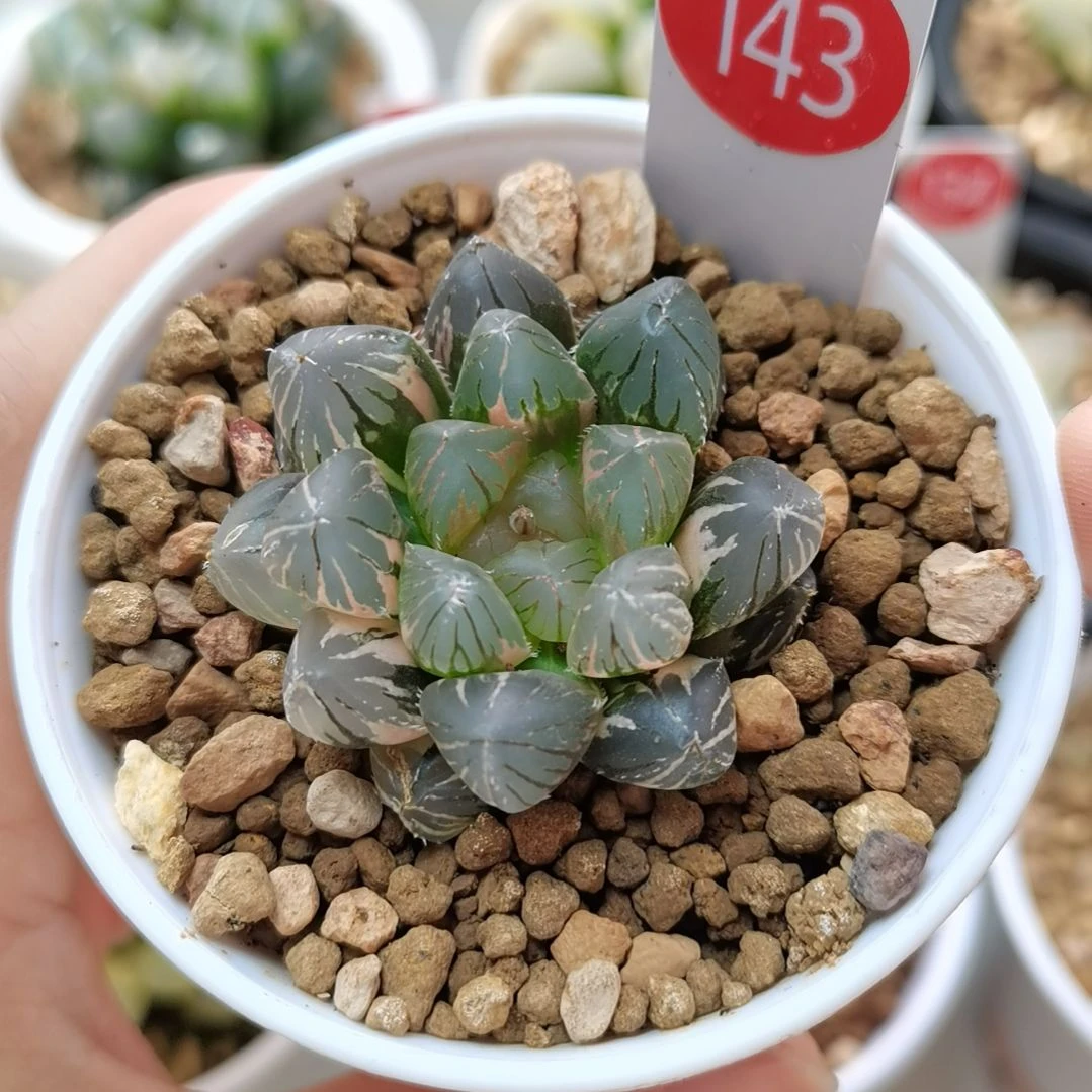 143号龙爪玉露锦一物一拍带盆土发货